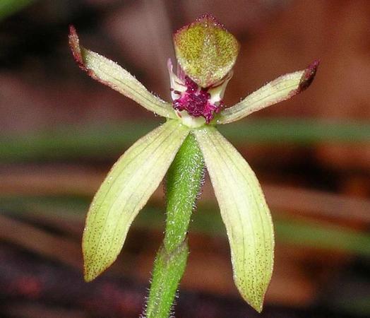 Stegostyla transitoria - Eastern Bronze Caladenia.jpg